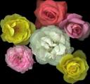 rosas.jpg